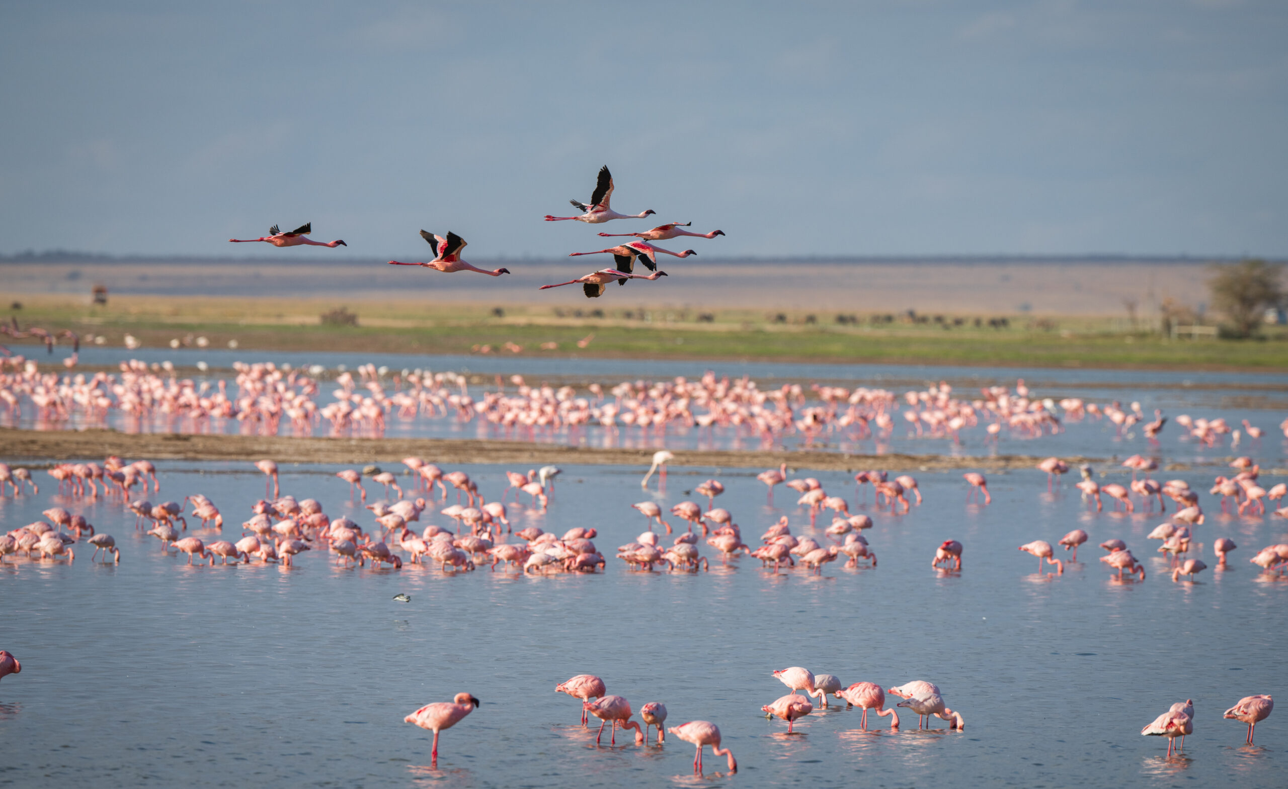 Camargue